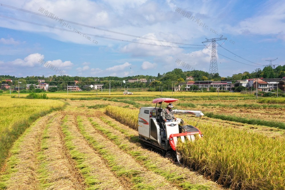 稻谷 收割 中季稻 中稻 稻子 丰收 衡阳 衡阳县