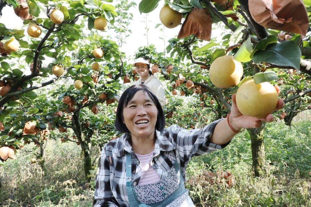   金秋梨助农增收
