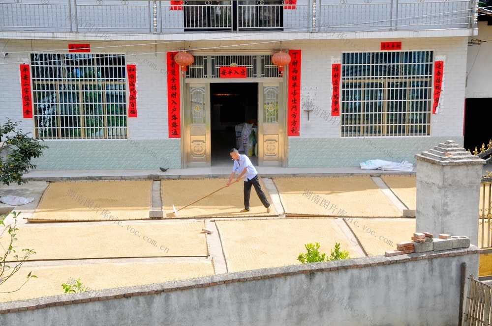 稻谷  深冲  晾晒