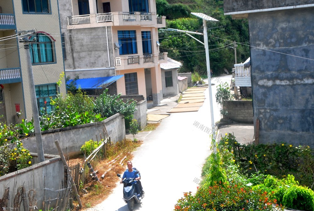 晾晒  稻谷 深冲