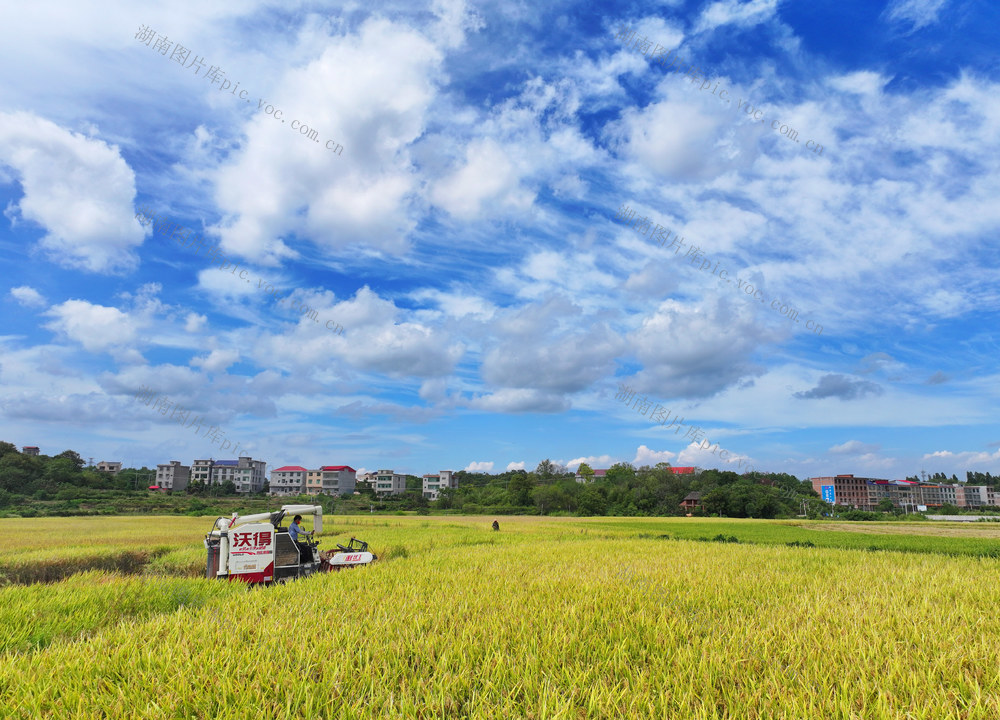 中稻 收割 晾晒 丰景