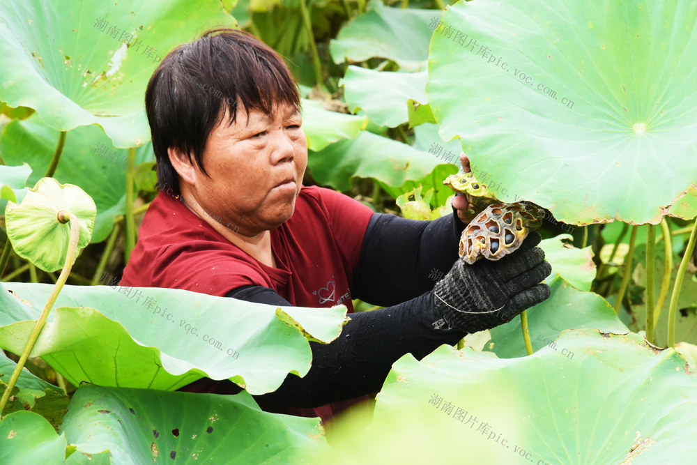 农业  低洼田  种养结合  小龙虾  湘莲