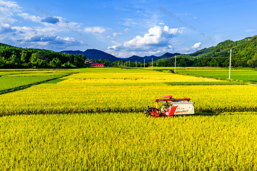 中稻  丰收  收割