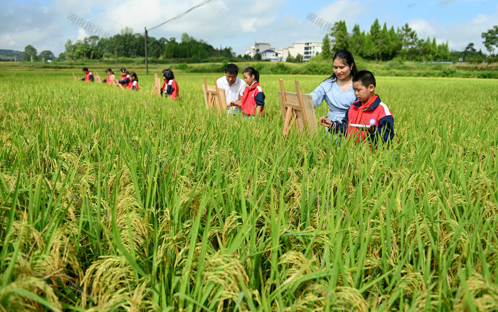 稻田 写生 美术 学生 社团 户外 活动 秋天 丰收 大自然 风光 学校 教育  绘画