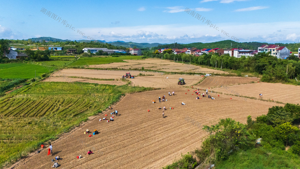 农业 特色产业 藠头 轮作 