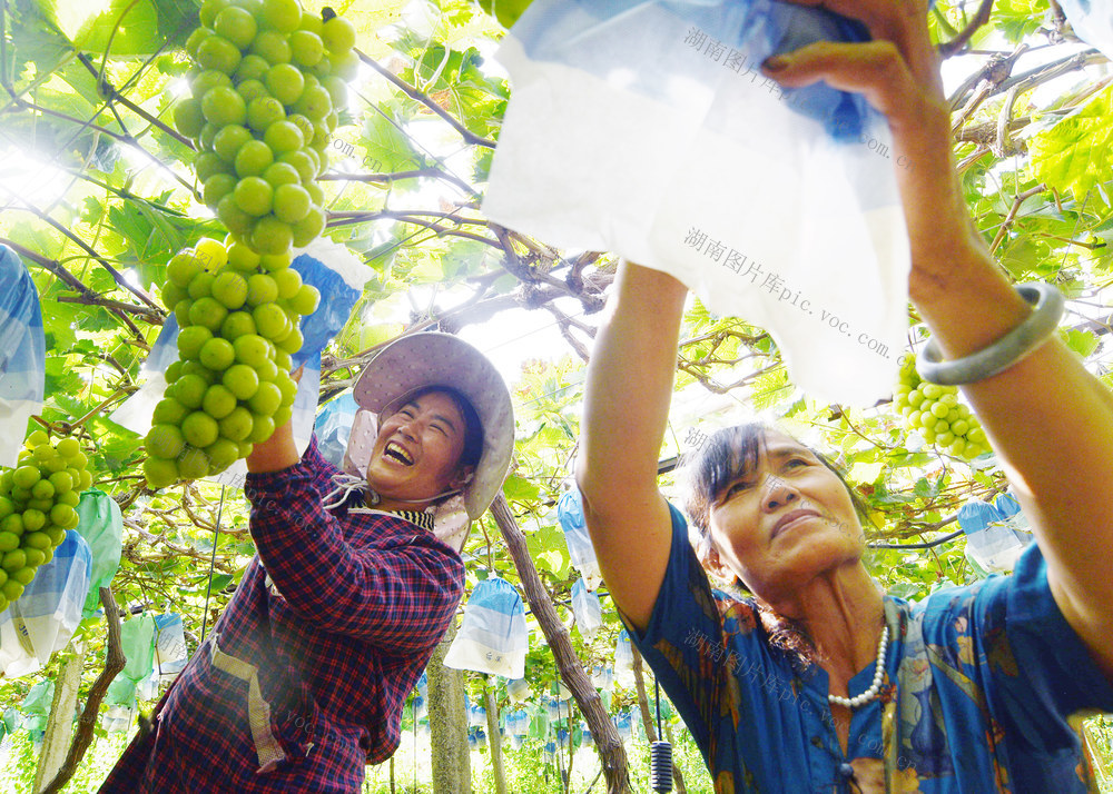 嘉禾：甜蜜产业  助农增收