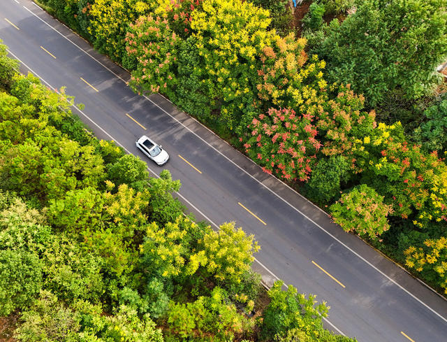 乡村   花开  风景   自然  旅游  