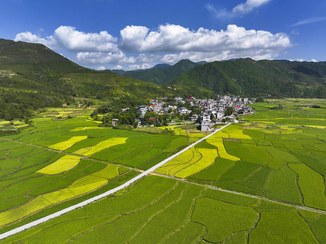 田园  乡村  丰收  蓝天  白云  晾晒  收割