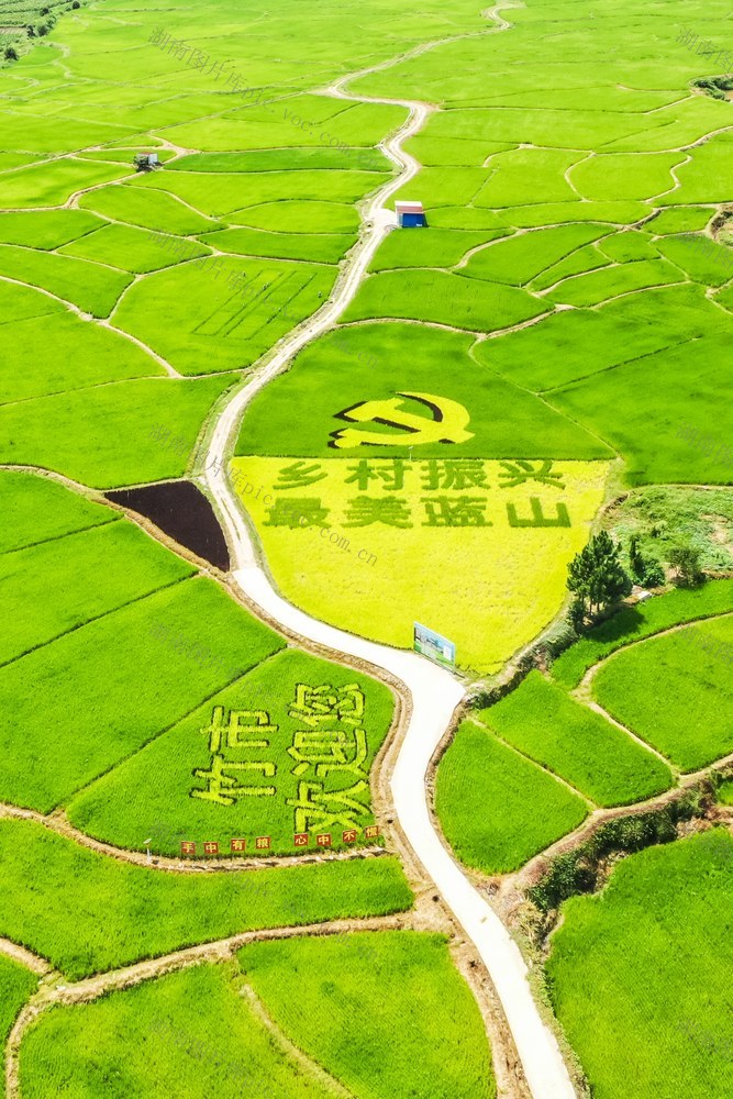 稻田 乡村 水稻 乡村振兴 粮食 田园 农业