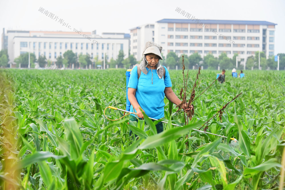 初秋  农事  玉米  拔节期  化学除草