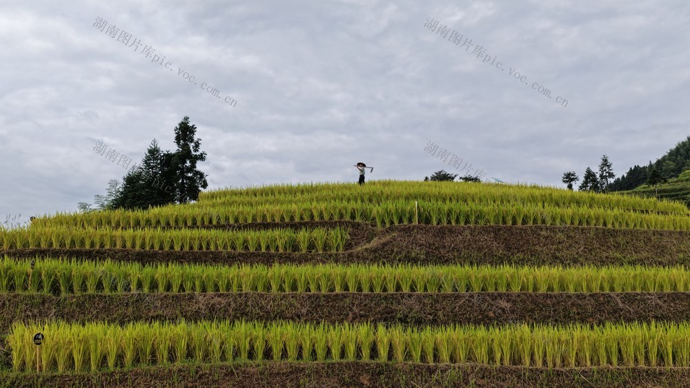紫鹊界 梯田 晨光 田间劳作 日出时分 农村风光 金黄稻田 稻田 云中行走
