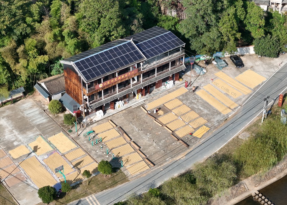 秋收、晒秋、晒谷子、水稻、乡村