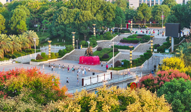 公园，栾树  花开  健身