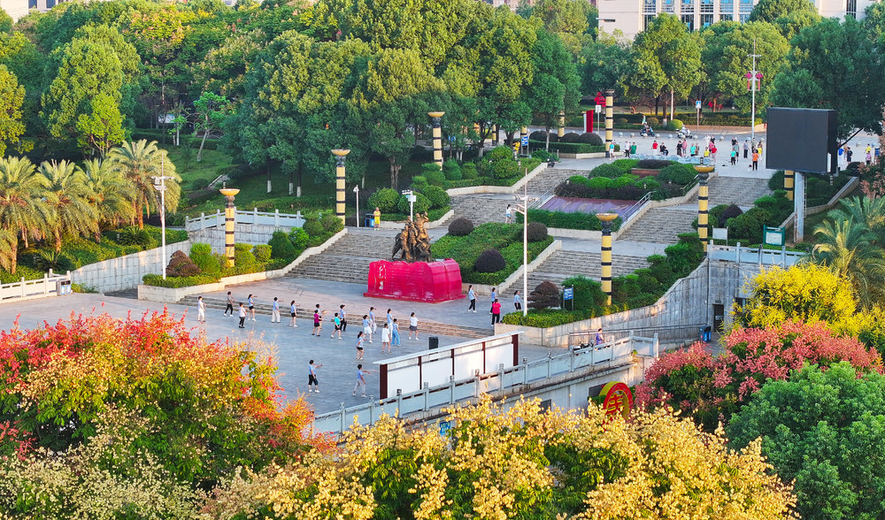 公园，栾树  花开  健身