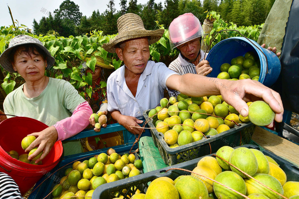 嘉禾：罗汉果  助增收
