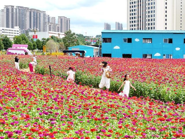 城市建设，绿化美化，花海，怀化，