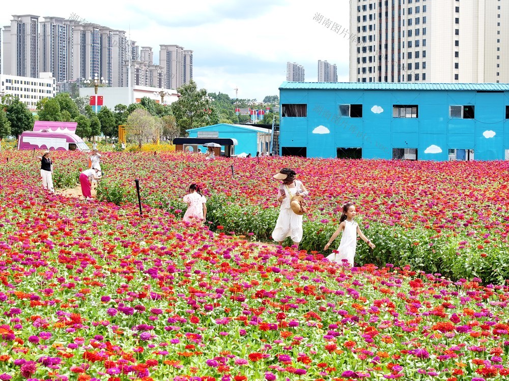 城市建设，绿化美化，花海，怀化，