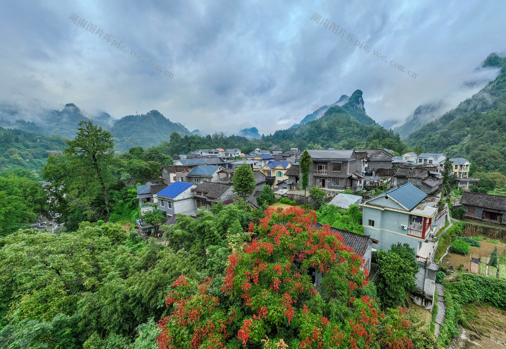 寨阳村 秋雨 乡村 氤氲