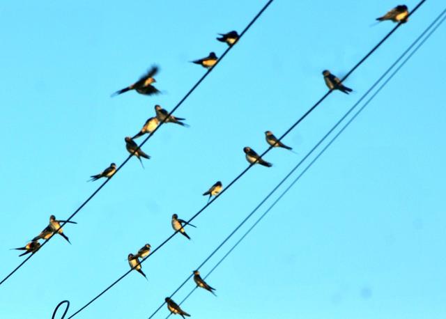 燕子 深冲 开会  过冬