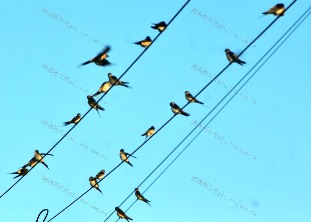 燕子 深冲 开会  过冬