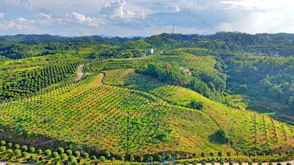 湖南  常宁  大堡  绿树成荫