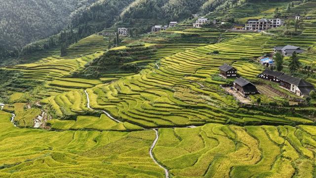 娄底 新化 文田镇 芭蕉山梯田 梯田 丰收 稻田 金黄