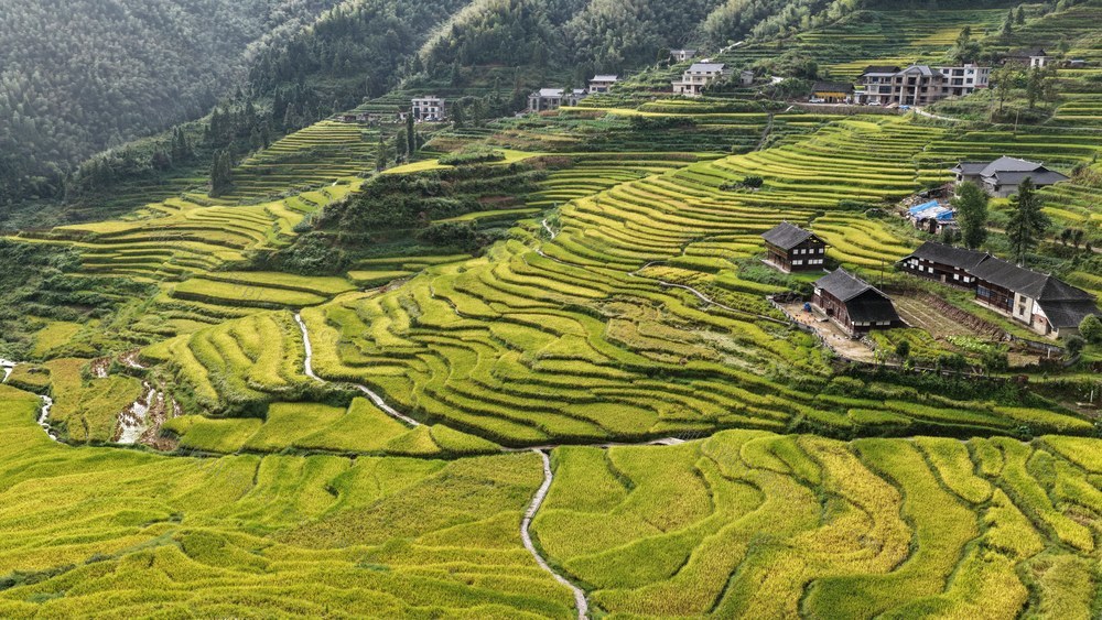 娄底 新化 文田镇 芭蕉山梯田 梯田 丰收 稻田 金黄