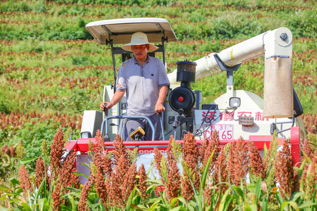 湖南，龙山，农事，高粱，丰收，收割，天气