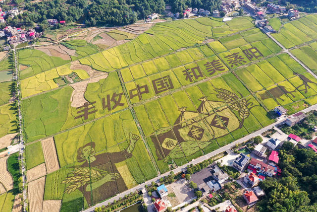 彩色稻田画 稻田画 稻田