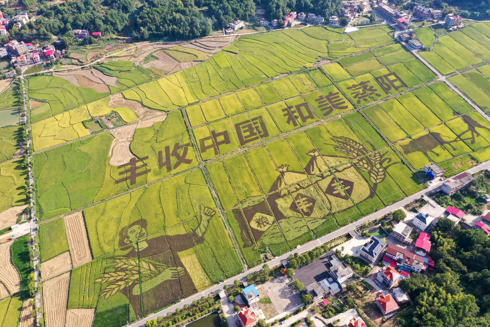 彩色稻田画 稻田画 稻田