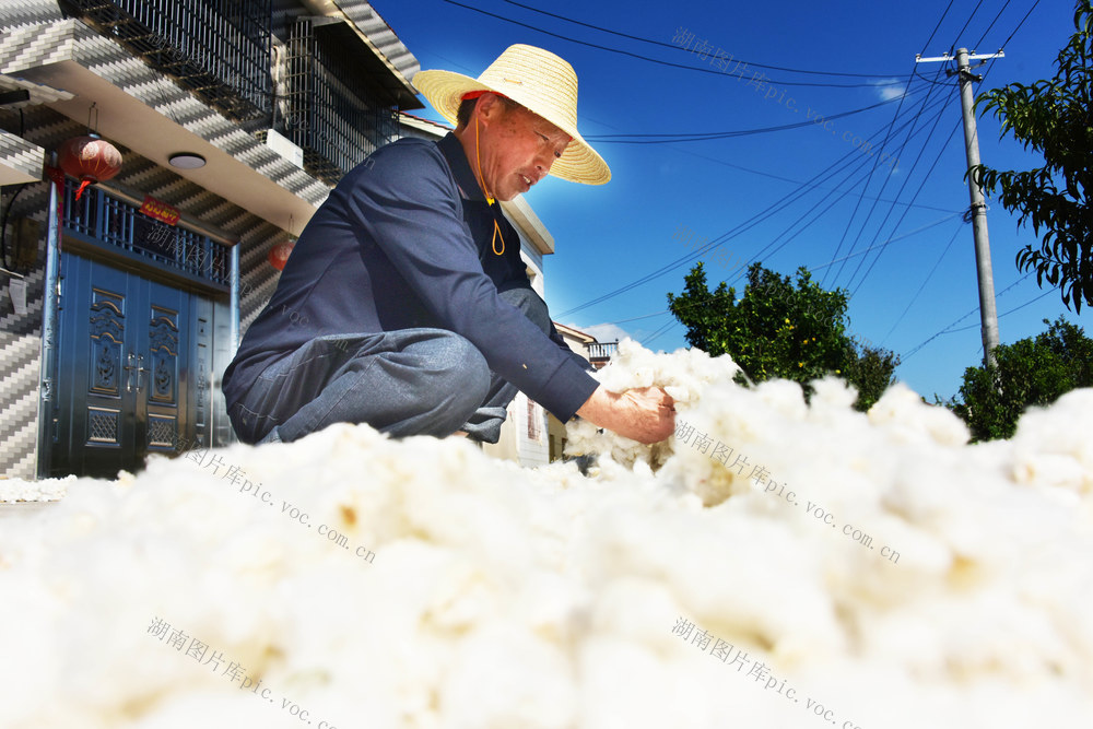 农业  经济作物  长江流域  品种区试  棉花