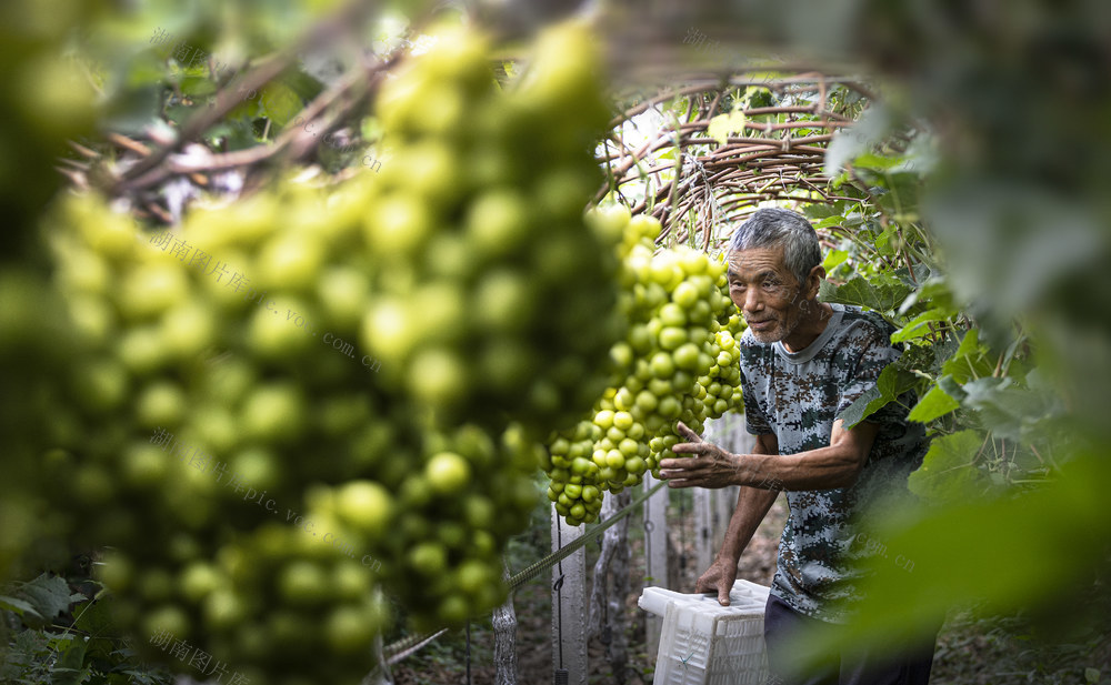 在湖南澧县虹田美丽的葡萄园中，葡萄藤上挂满了一串串晶莹如玉的葡萄。农人们忙碌地采摘着，脸上洋溢着丰收的喜悦。翠绿的叶子间，藏着新生机，圆润的葡萄在晚阳下闪耀着光芒。他们指尖轻触着果实，心中满是收获的满足。在这岁月静好的田园里，辛勤的劳作换来了悠长的韵味。杨翠辉2025年9月7日摄于湖南澧县
