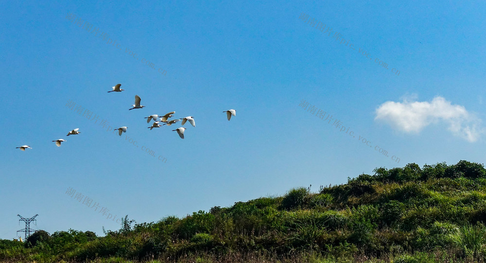 生态好 鹭鸟飞