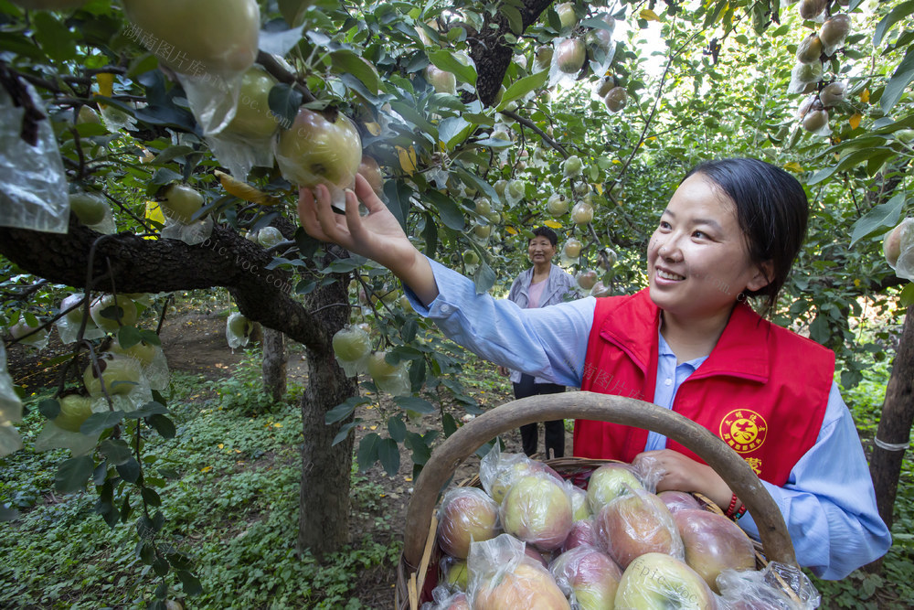 丰收节 苹果园 黄元帅 新红星 红富士 富硒苹果 农家女 志愿者 采摘 分拣 装箱 称重