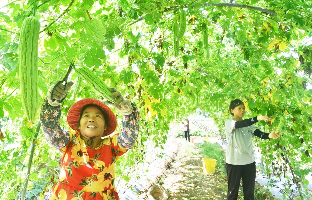 采摘苦瓜供港澳