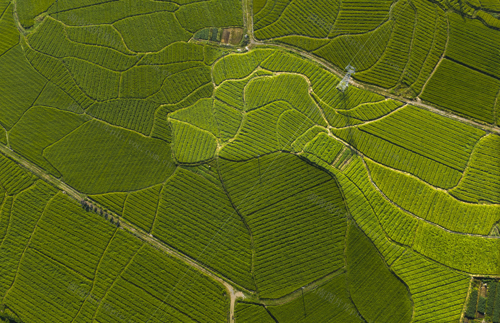 湖南  郴州市  苏仙区  良田镇 
 堆上村  晚稻  田野  生机盎然