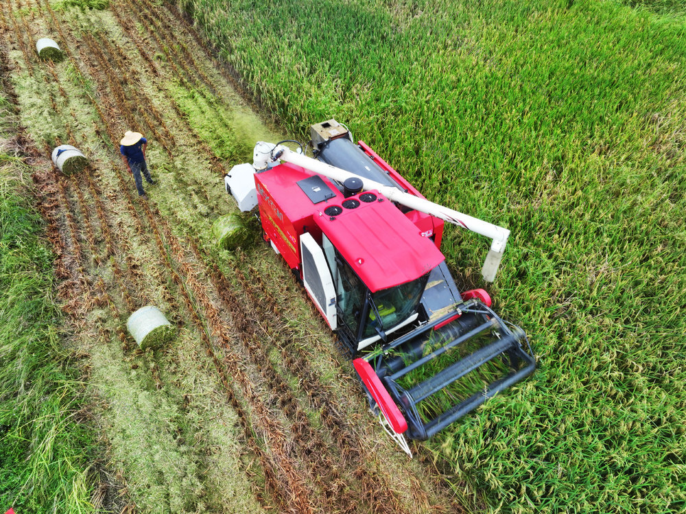 农业机械化  收割机  水稻秸秆  鲜草打捆  饲料化