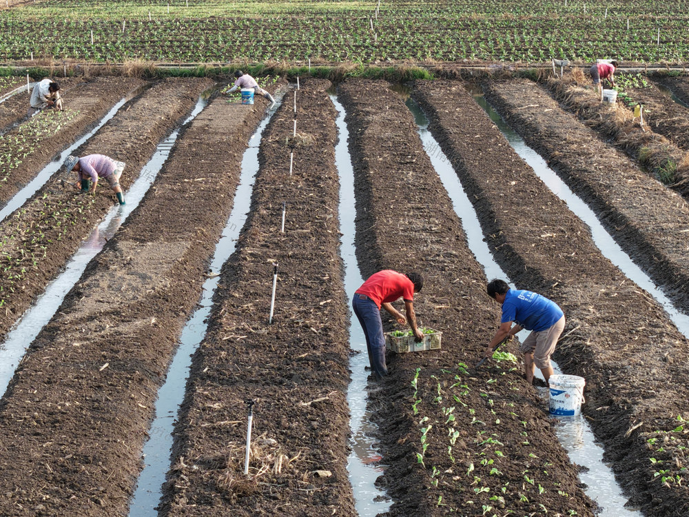 湖南道县：秋冬蔬菜种植正当时