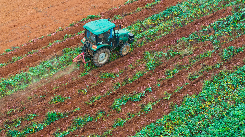 农业 紫薯 特色产业 轮作 一年三收