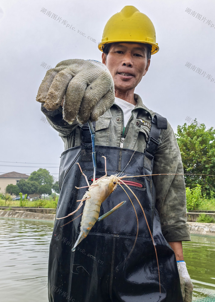 丰收  罗氏虾首批起虾