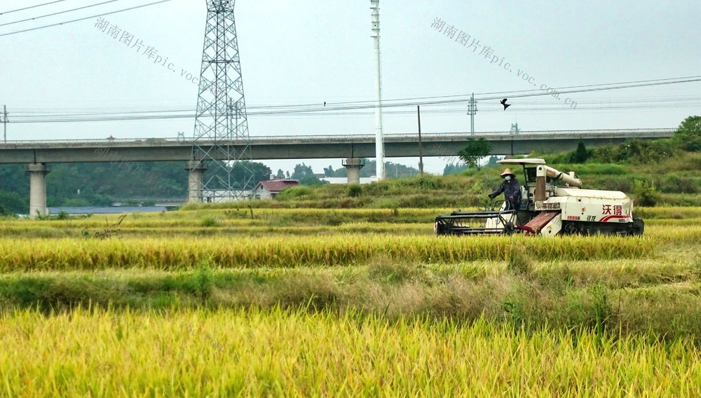 秋分时节收粮忙
