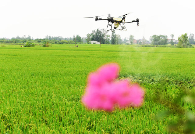 晚稻生产  病虫防治  稻飞虱  植保无人机