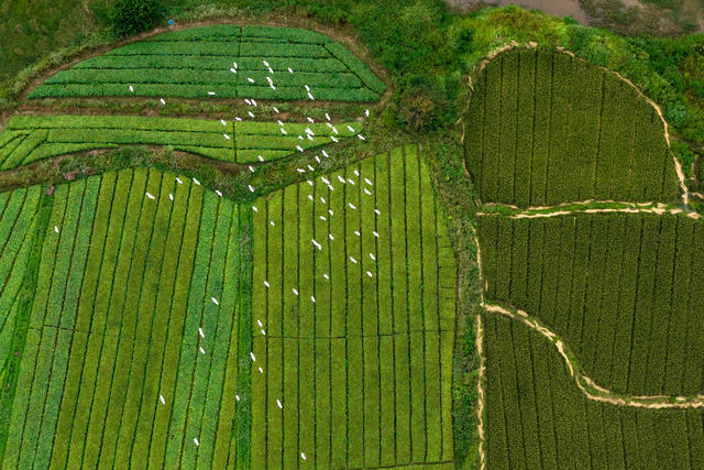白鹭 动物 生态 鸟 田