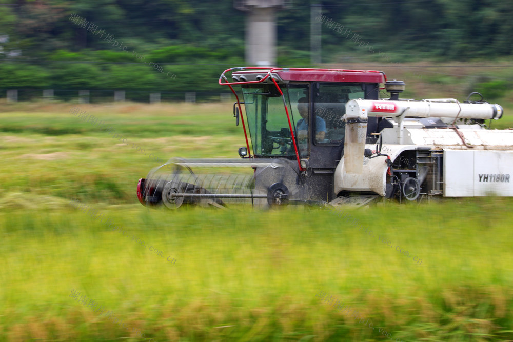 节气，秋分，丰收节，农事，收割，水稻