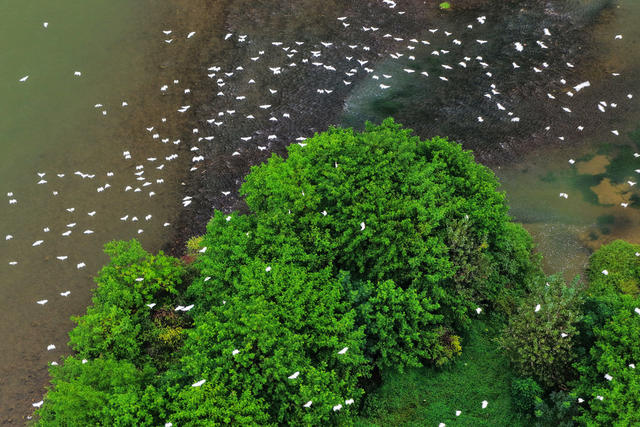湖南新宁夫夷江国公园家湿地白鹭翩飞。