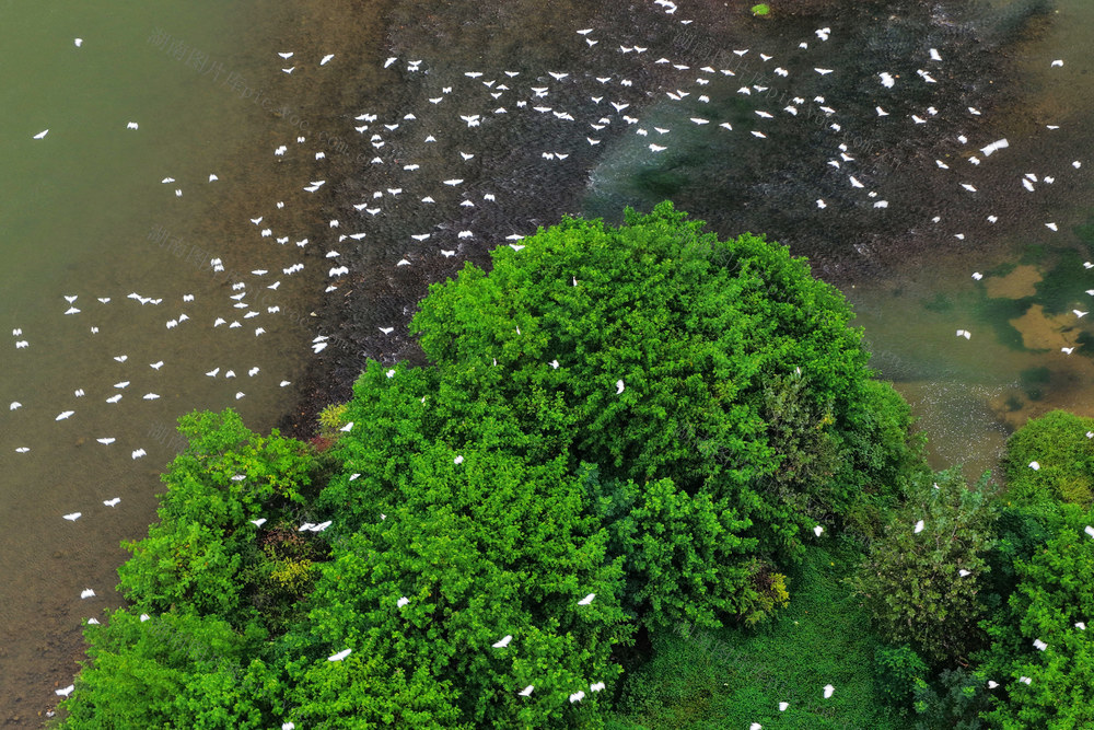 湖南新宁夫夷江国公园家湿地白鹭翩飞。