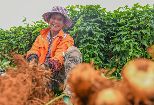 湖南道县：淮山药采收忙