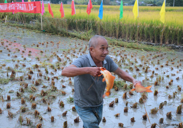 湖南桂东 第八届中国农民丰收节 抓鱼抓鸭竞赛