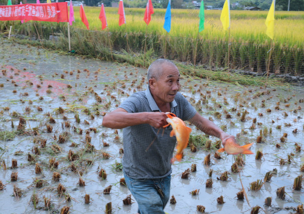湖南桂东 第八届中国农民丰收节 抓鱼抓鸭竞赛
