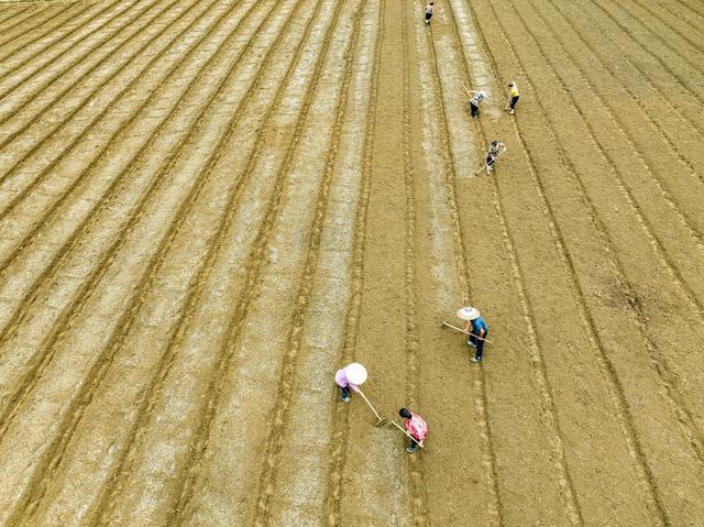 曙光村 秋分 秋种 白菜